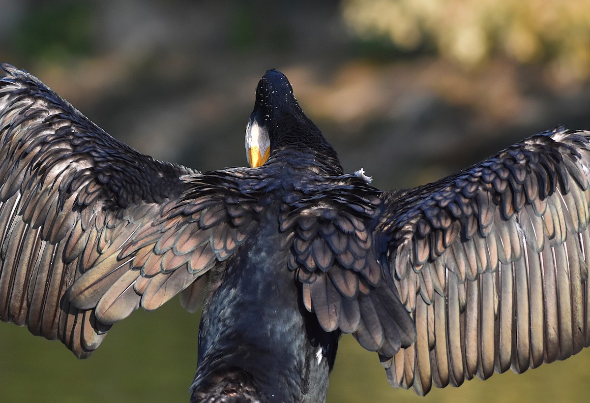 Great Cormorant - ML209081211