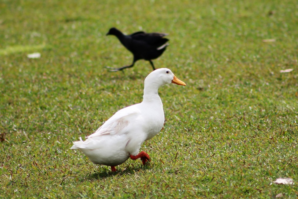 Canard colvert (forme domestique) - ML209082221