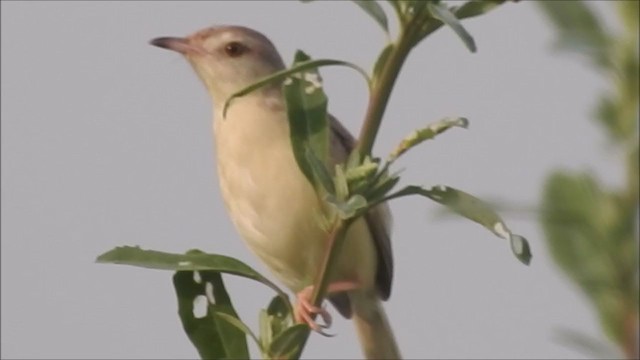 Plain Prinia - ML209082301