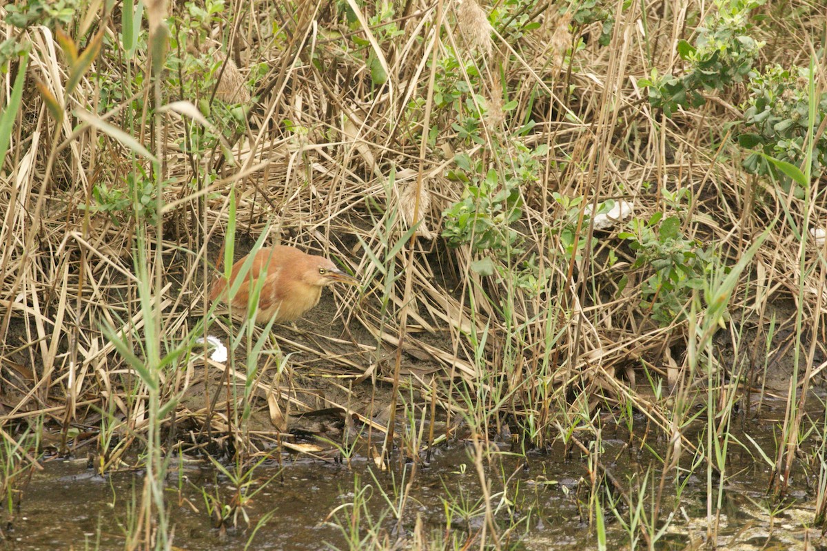 Cinnamon Bittern - ML209082681