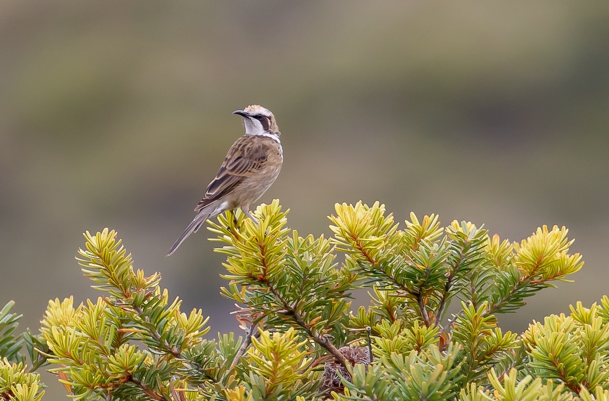 Tawny-crowned Honeyeater - Paul Brooks