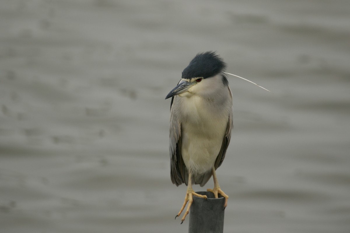 Black-crowned Night Heron - Cedarsama Chen