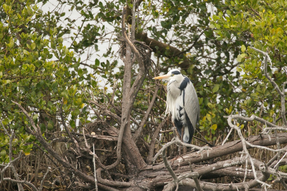 Gray Heron - Cedarsama Chen