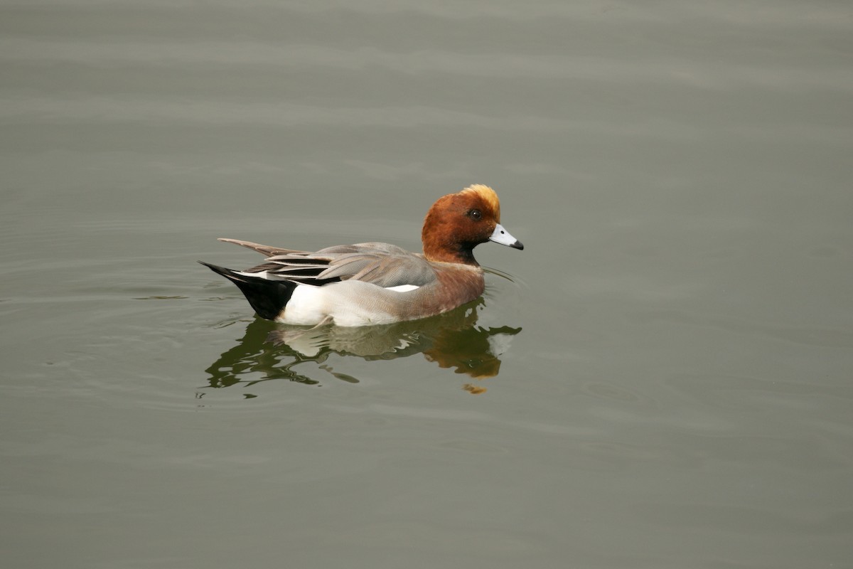 Eurasian Wigeon - ML209085651