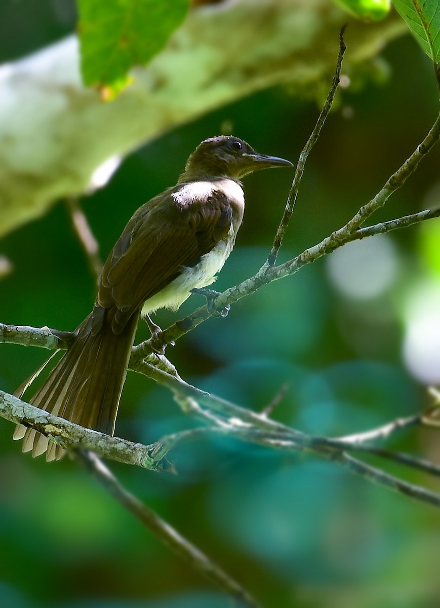 Zamboanga Bulbul - ML209086131