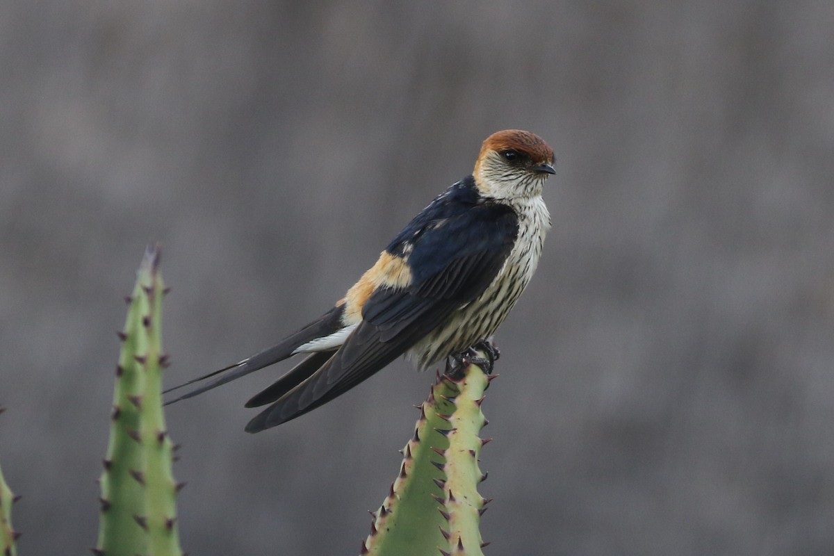 Greater Striped Swallow - ML209087031