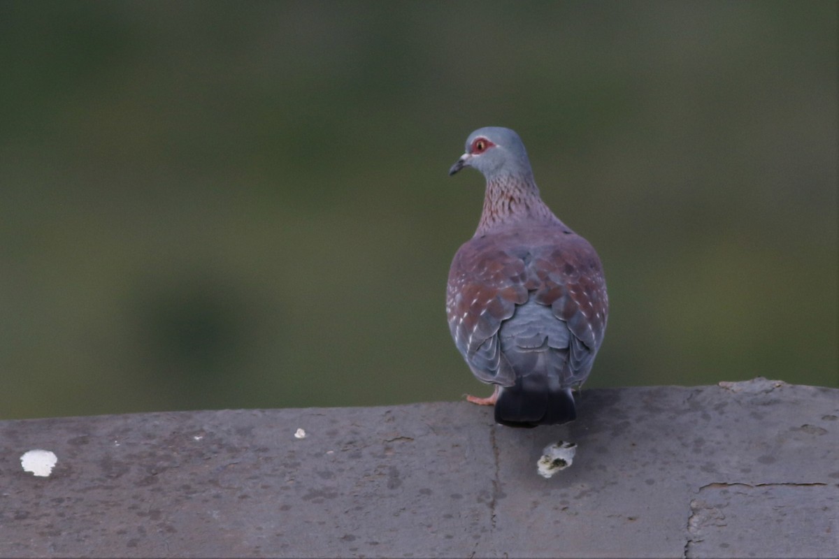 Speckled Pigeon - ML209087181