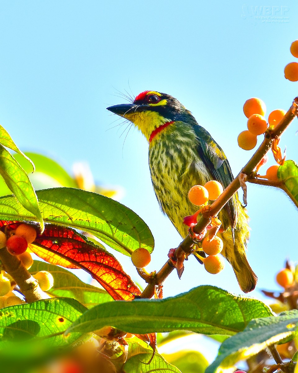 Coppersmith Barbet - ML209087461