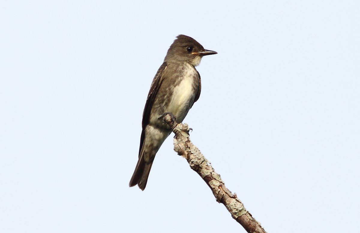 Olive-sided Flycatcher - County Lister Brendan
