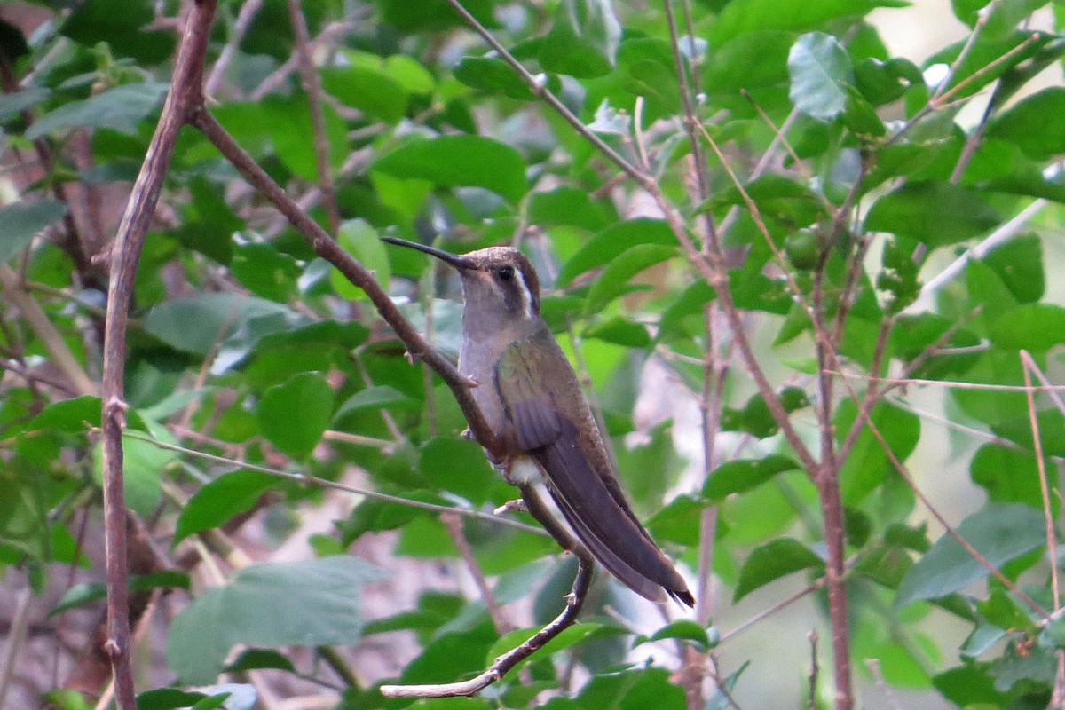 kolibřík blankytohrdlý - ML20908961