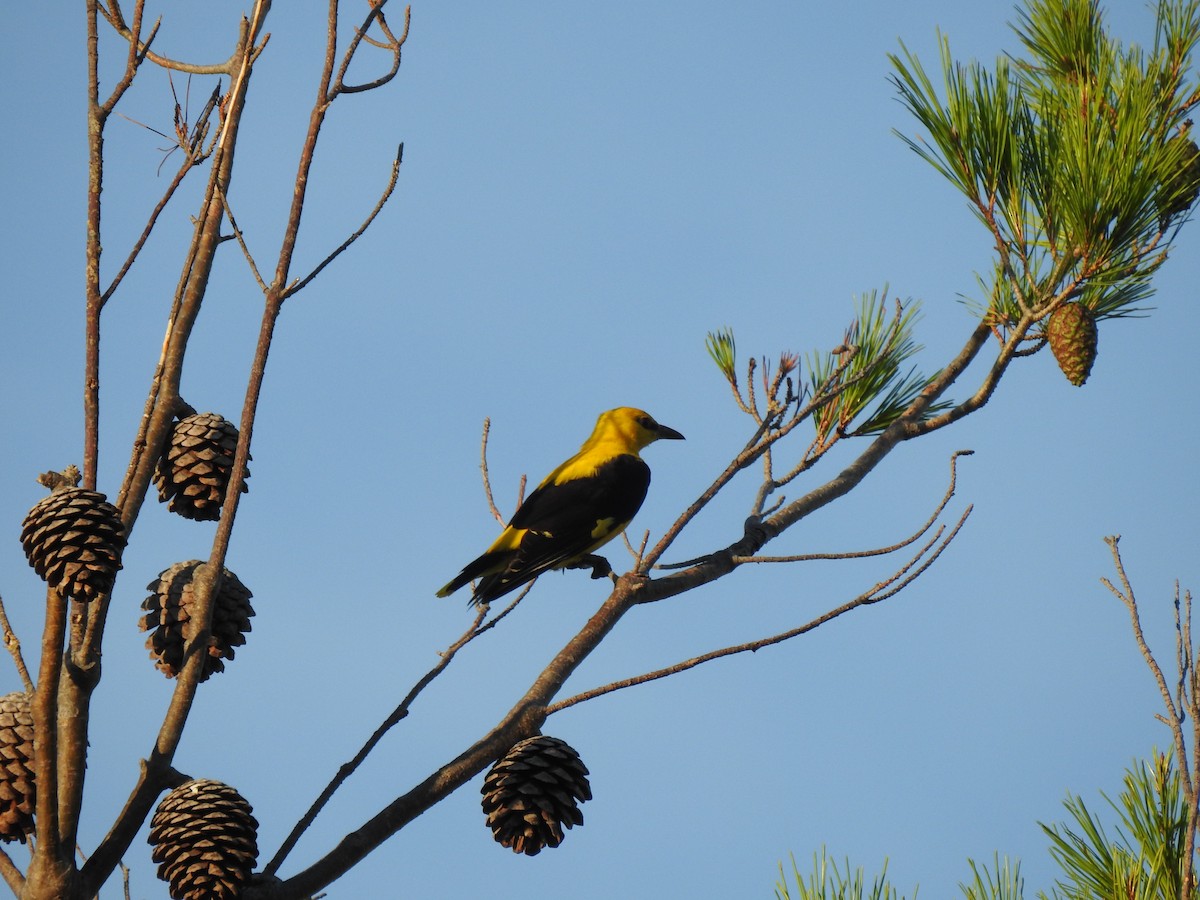 Eurasian Golden Oriole - chuang K2