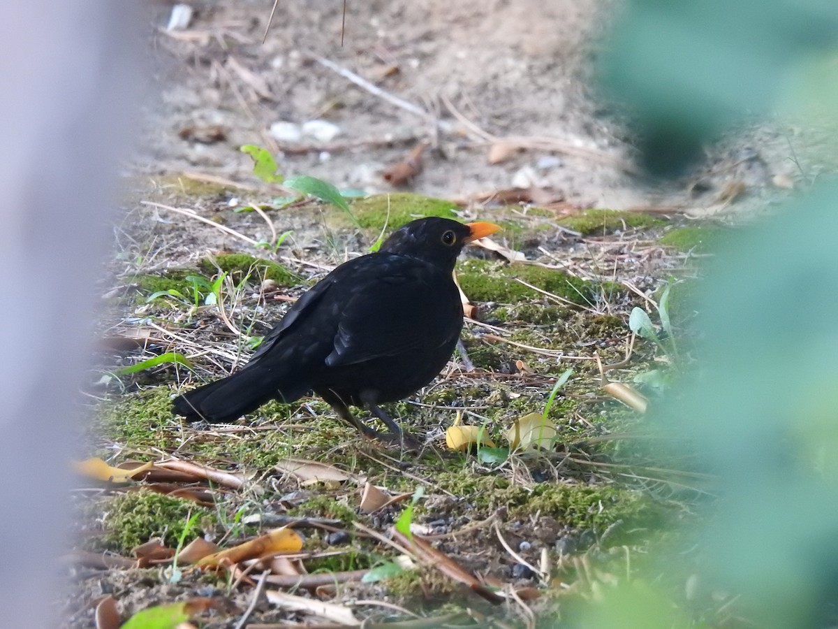 Eurasian Blackbird - chuang K2