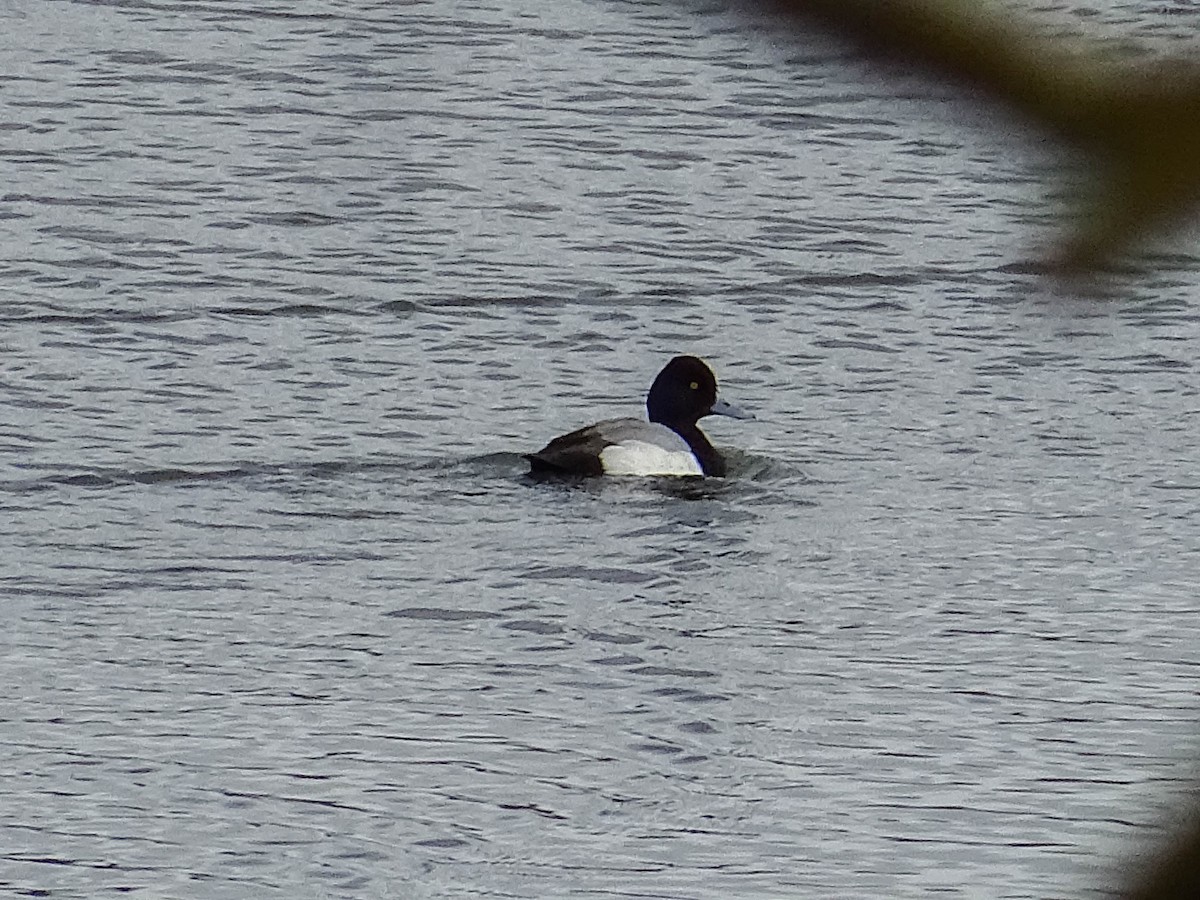 Lesser Scaup - ML209092211