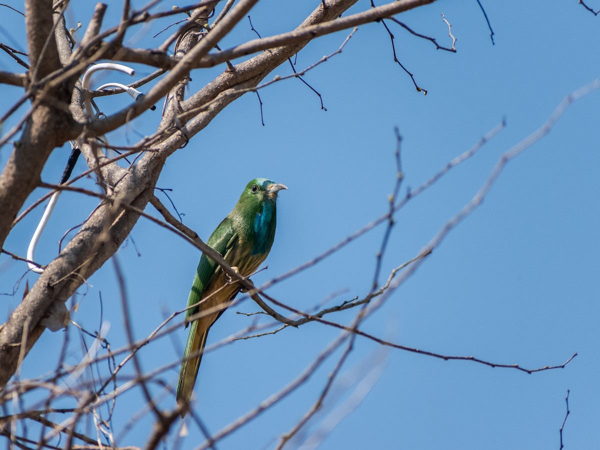 Blue-bearded Bee-eater - ML209093041