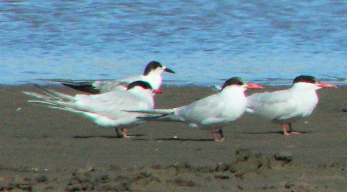 Common Tern - ML20909321