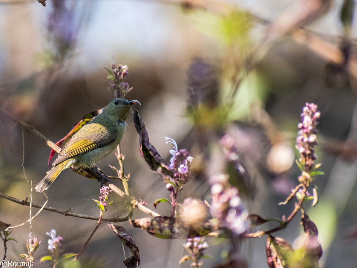 Crimson Sunbird - ML209093791