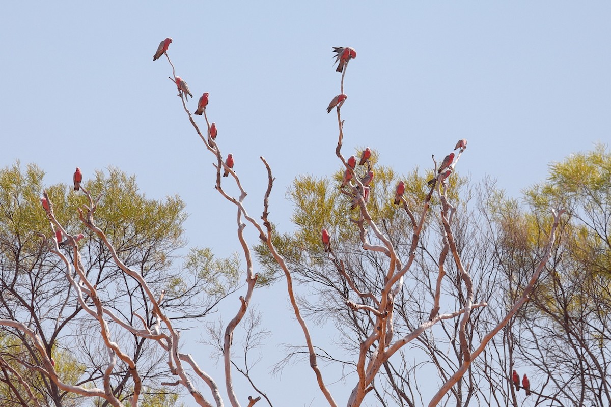 Galah - ML209094341