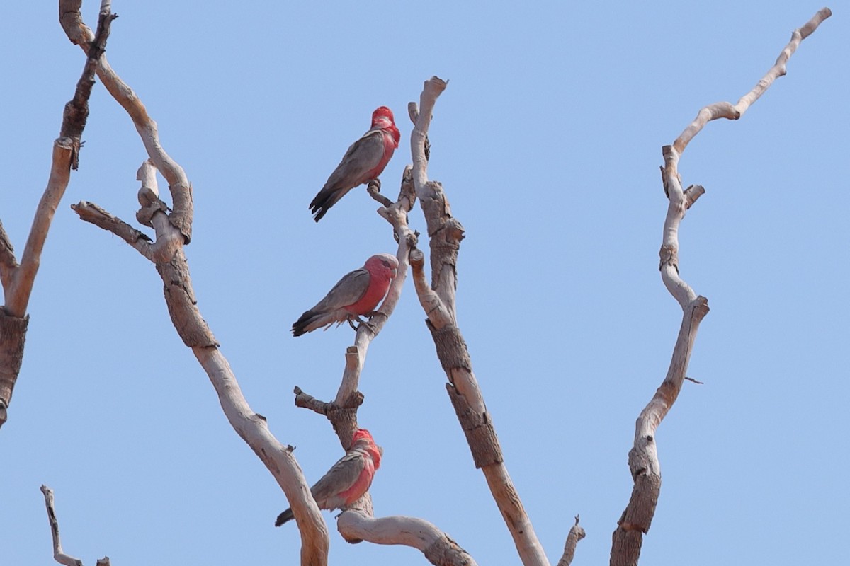 Galah - ML209094371