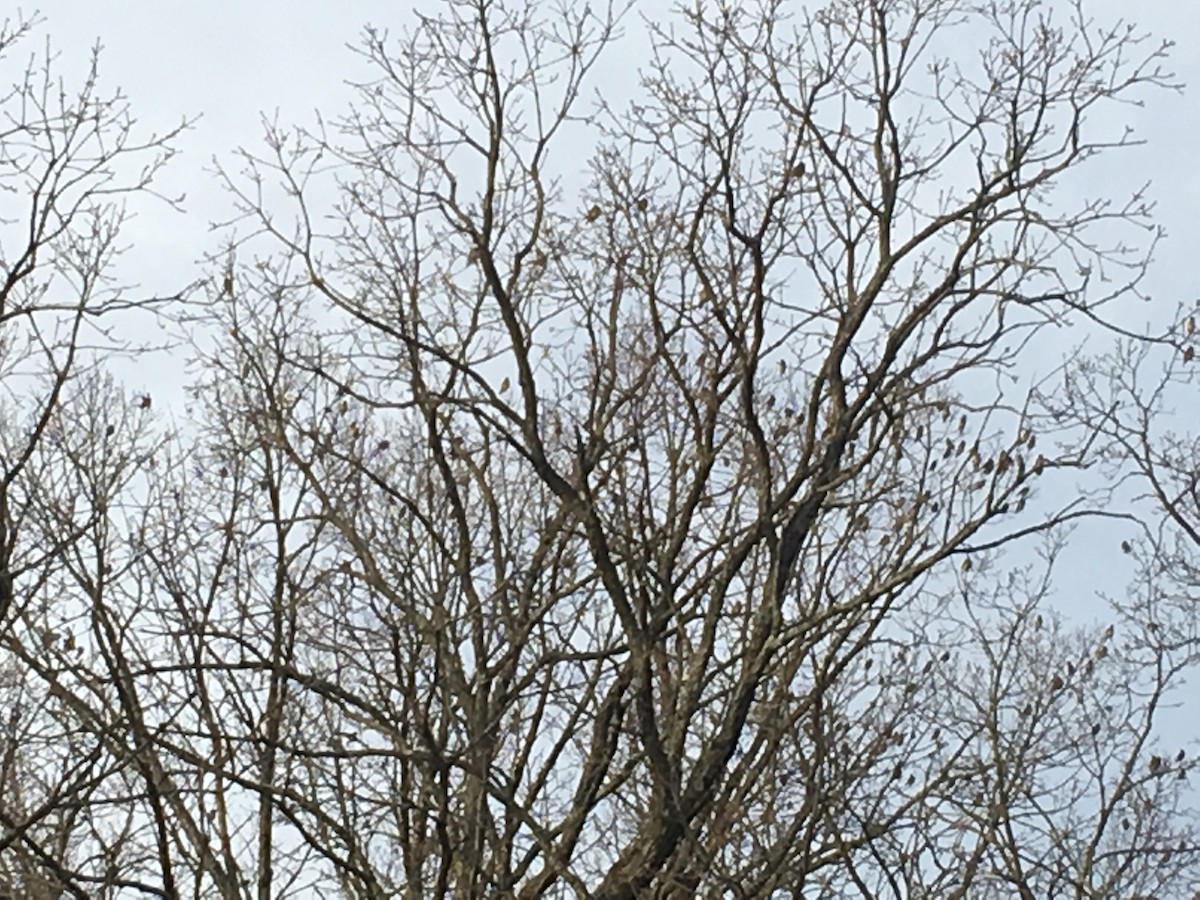 Cedar Waxwing - ML209094441