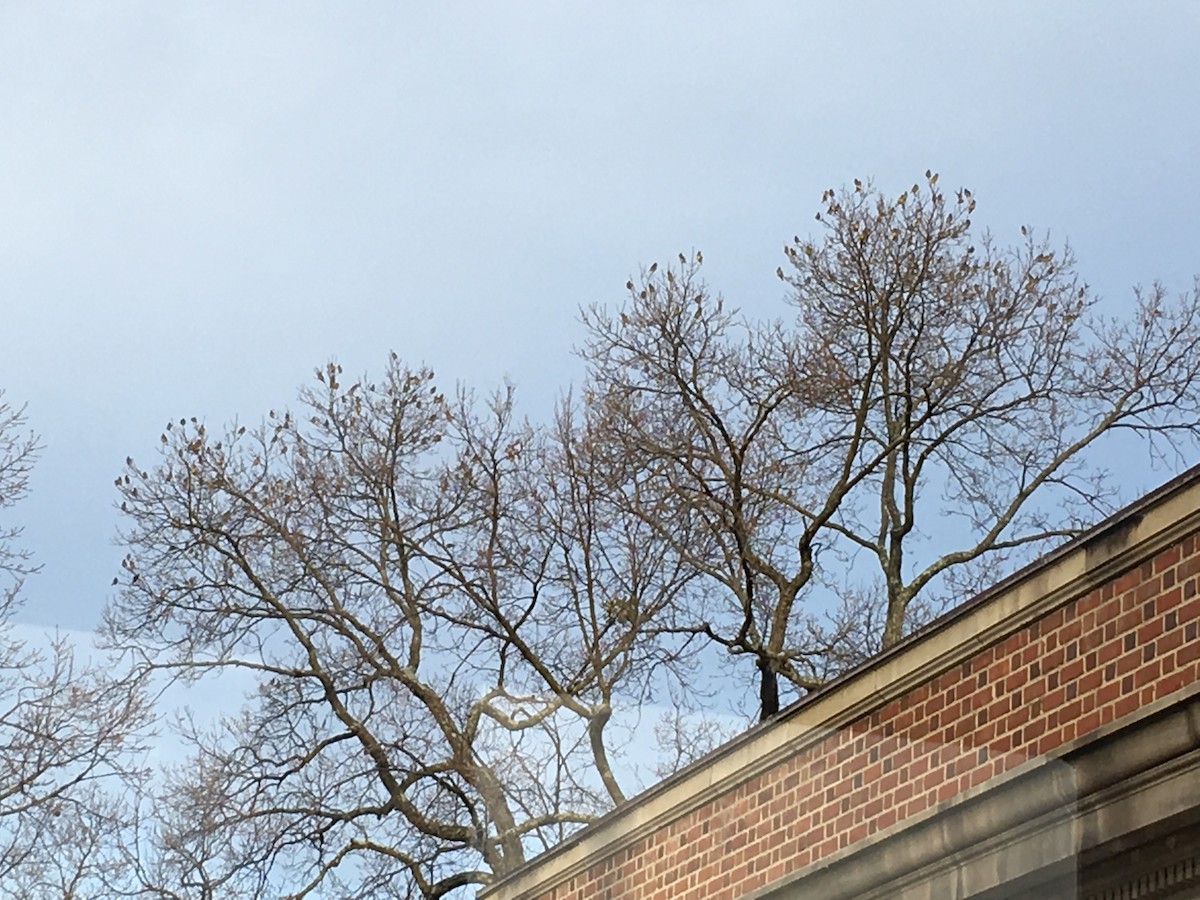 Cedar Waxwing - ML209094461