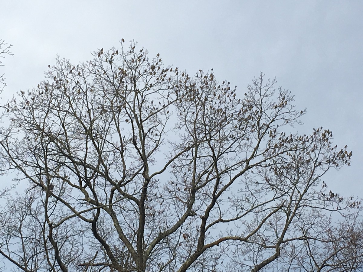 Cedar Waxwing - ML209094471