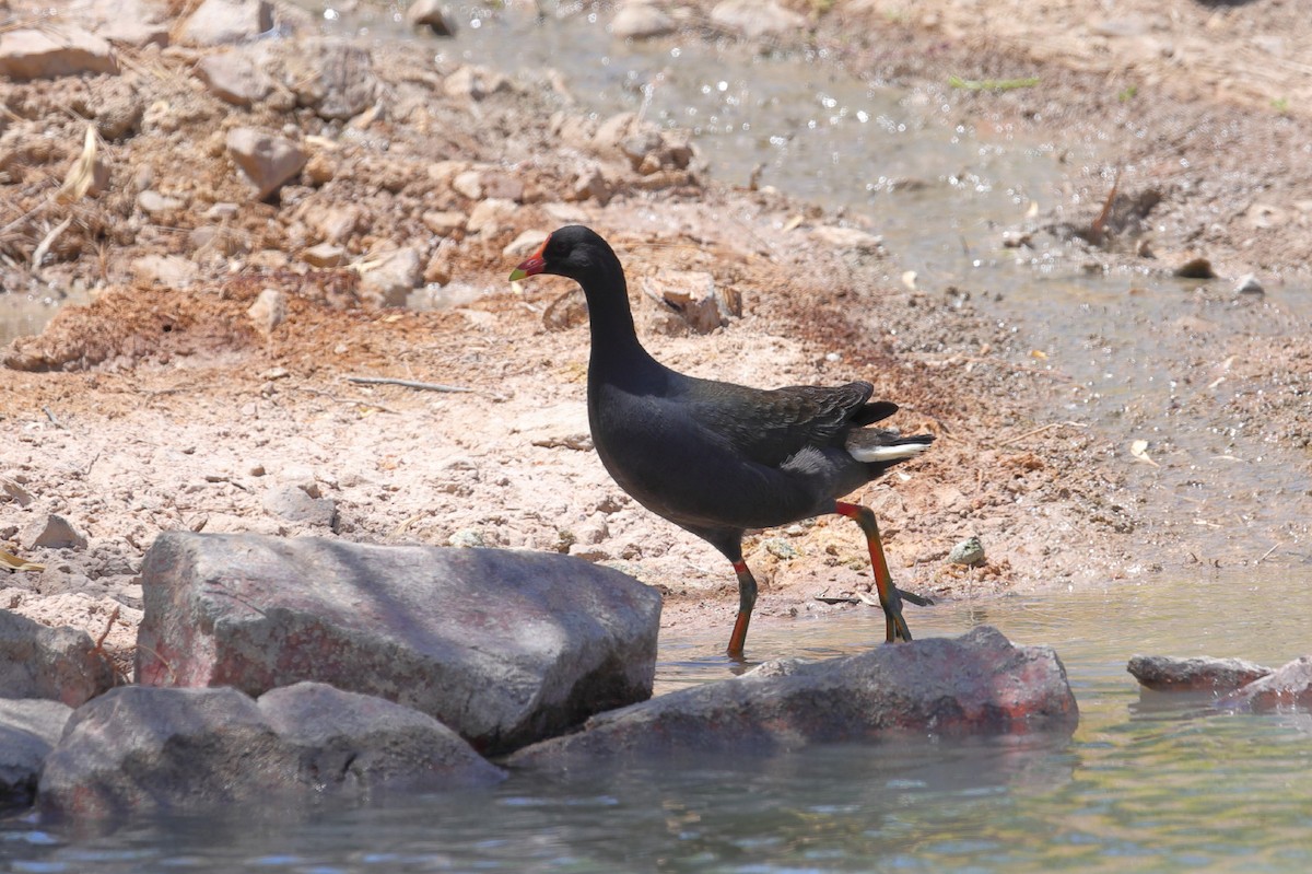 Dusky Moorhen - ML209094511