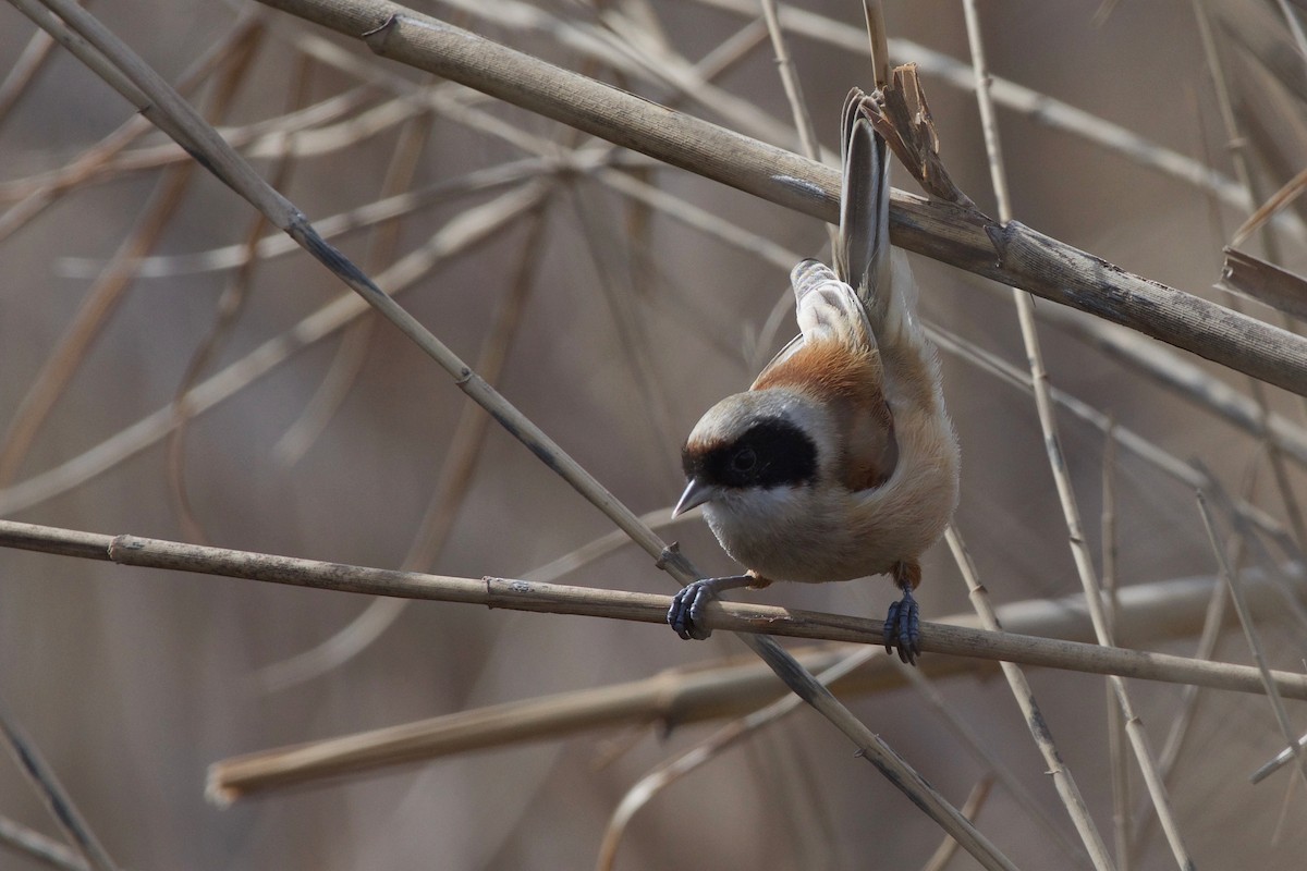 Eurasian Penduline-Tit - ML209095041