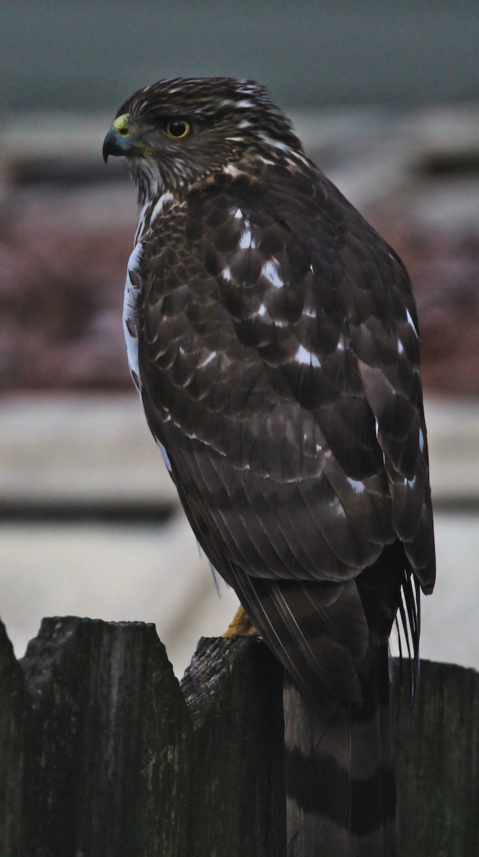 Cooper's Hawk - ML209095381