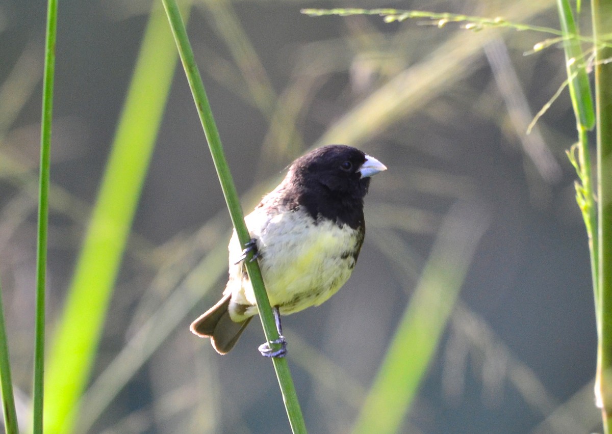 Yellow-bellied Seedeater - ML209097541