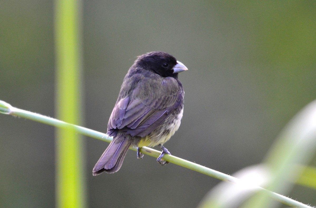 Yellow-bellied Seedeater - ML209097551