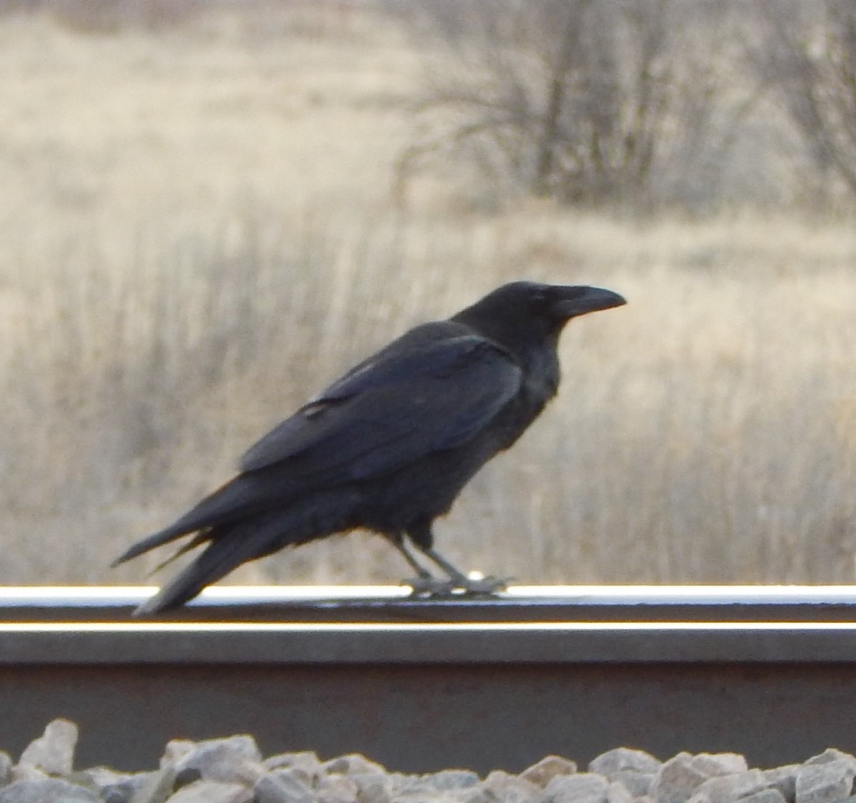 Common Raven - ML209097671