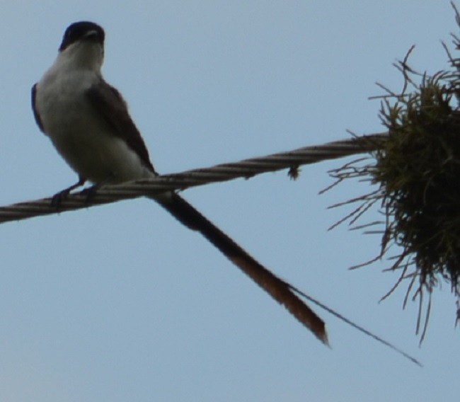 Fork-tailed Flycatcher - ML209099571