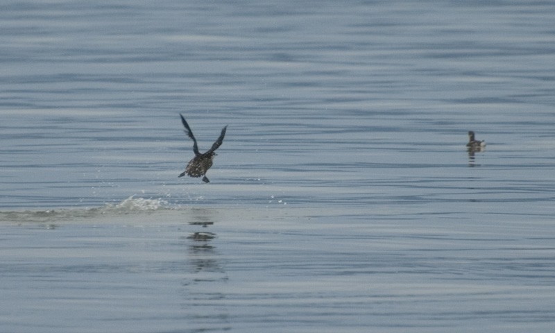 Long-billed Murrelet - Aaron Lang