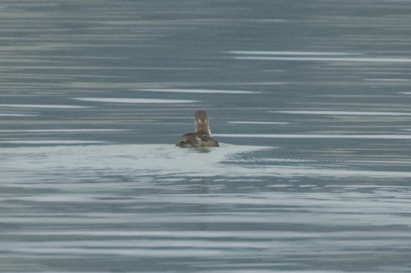 Long-billed Murrelet - ML20910081