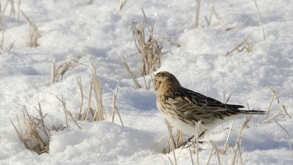 Lapland Longspur - Gary Leeper