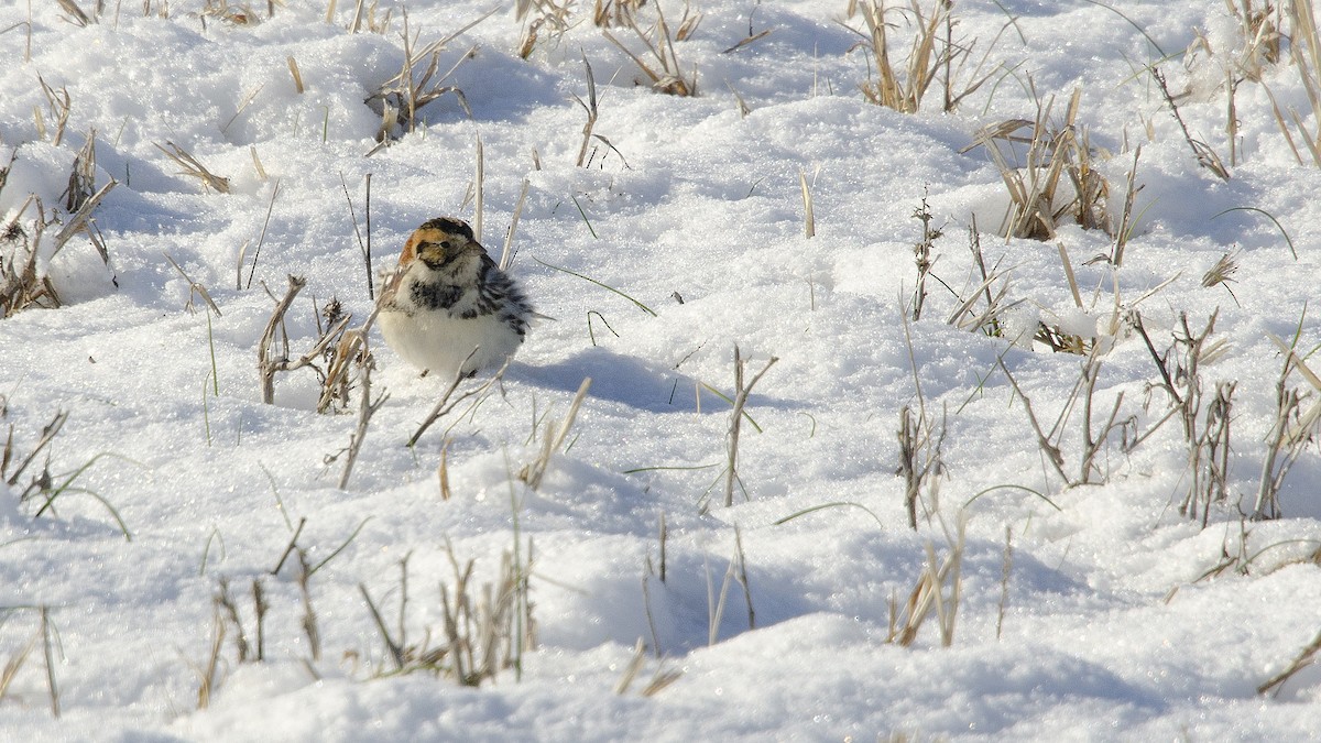 Lapland Longspur - ML209101261