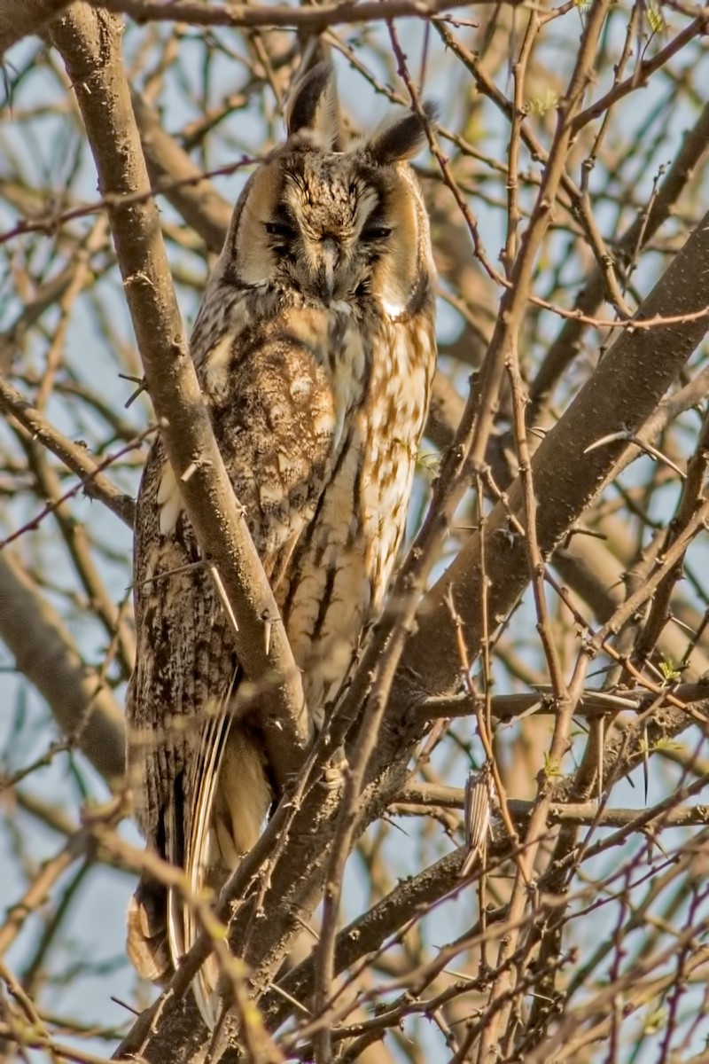 Long-eared Owl - ML209101601
