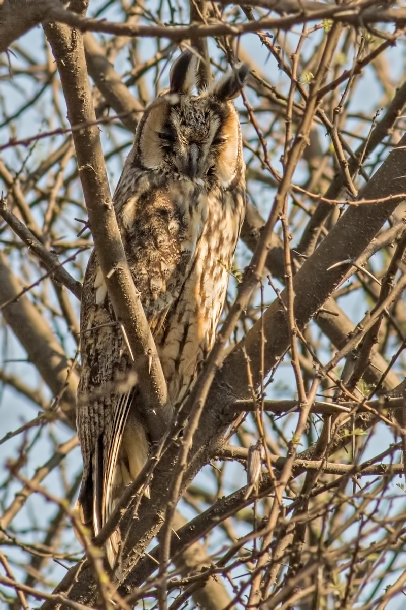 Long-eared Owl - ML209101611