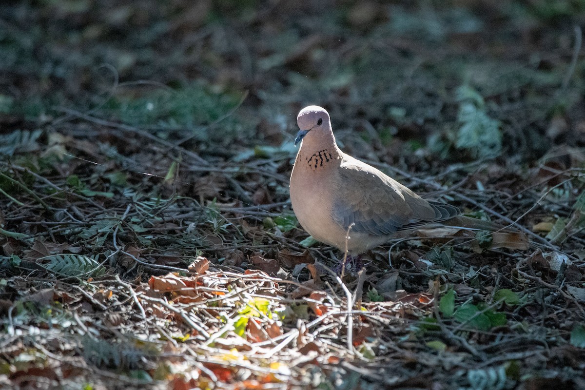 Laughing Dove - ML209101711