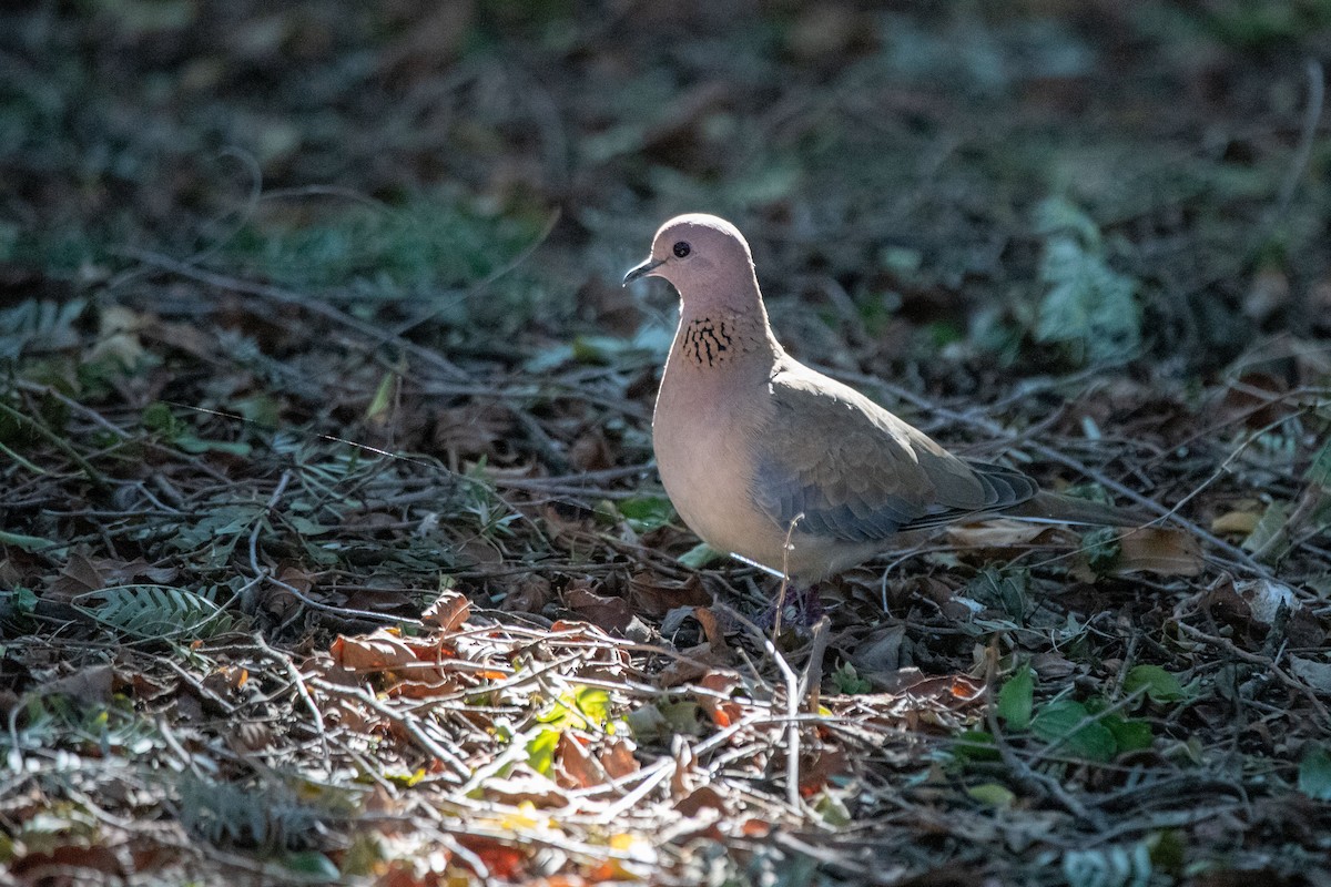 צוצלת - ML209101721