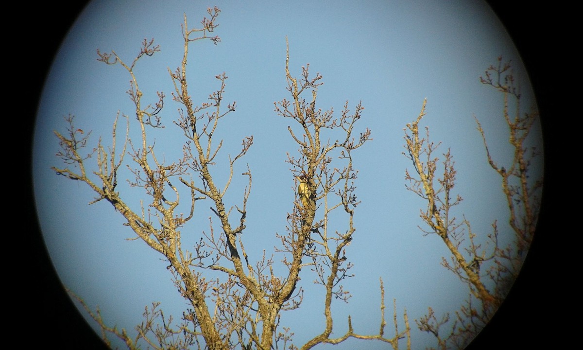 Eurasian Green Woodpecker - ML209101871