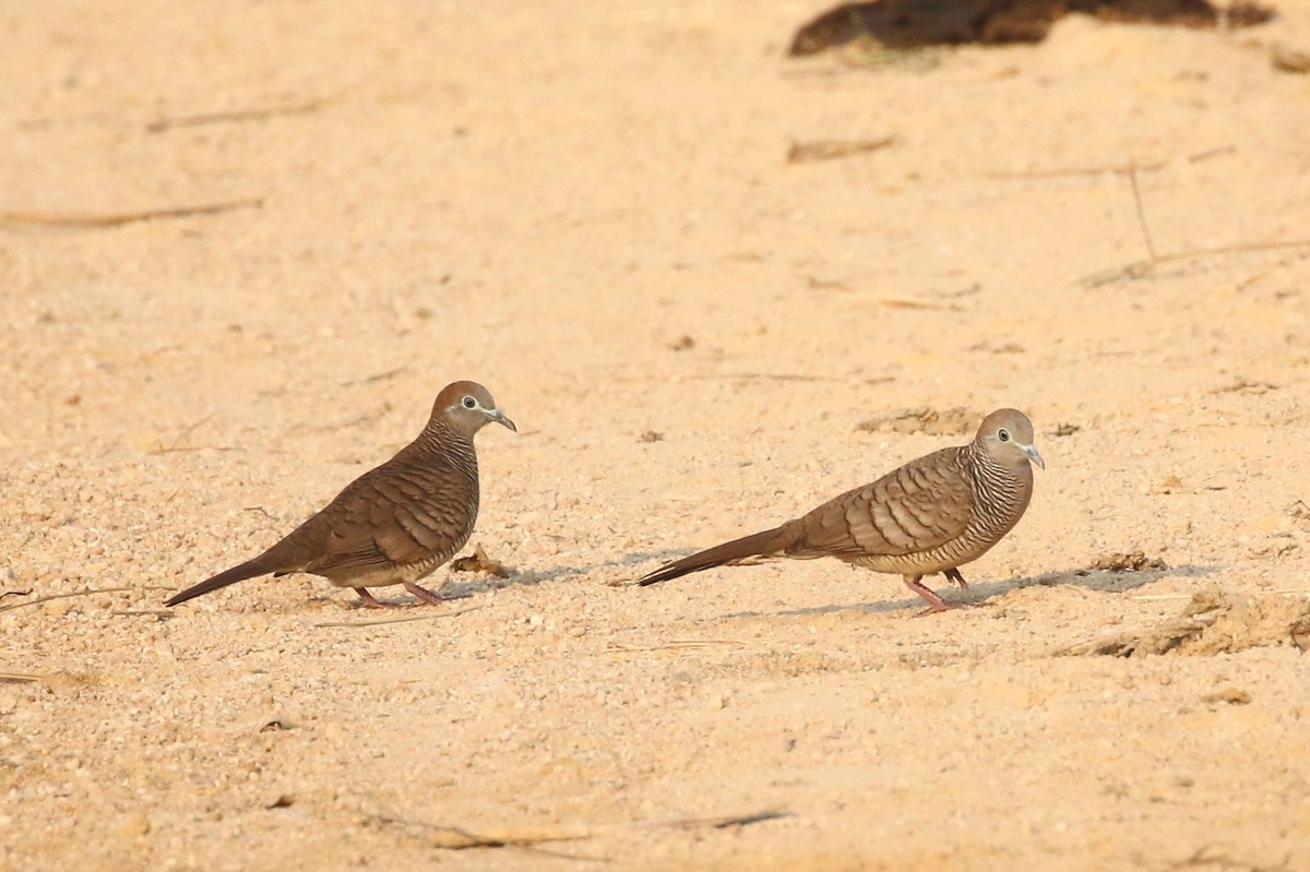 Zebra Dove - ML209102181