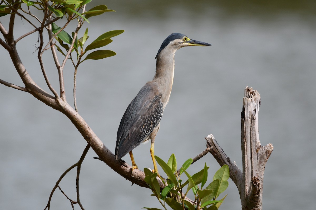 Striated Heron - David Drews