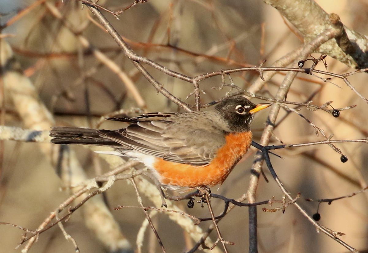 American Robin - ML209105871