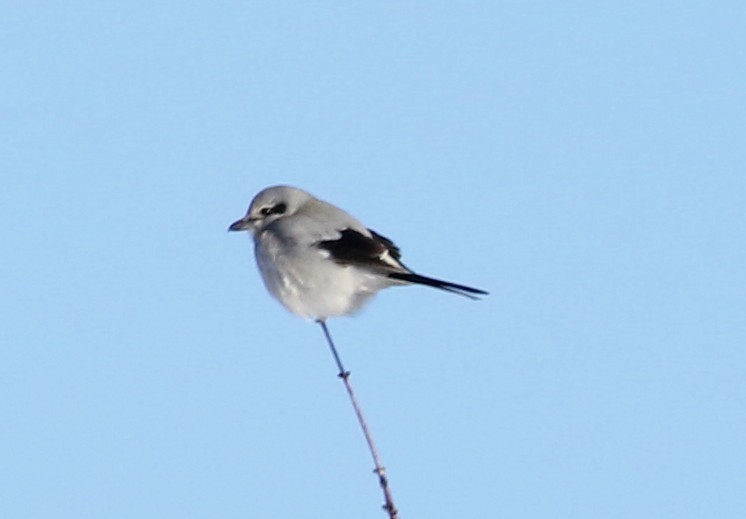 Northern Shrike - ML209105921