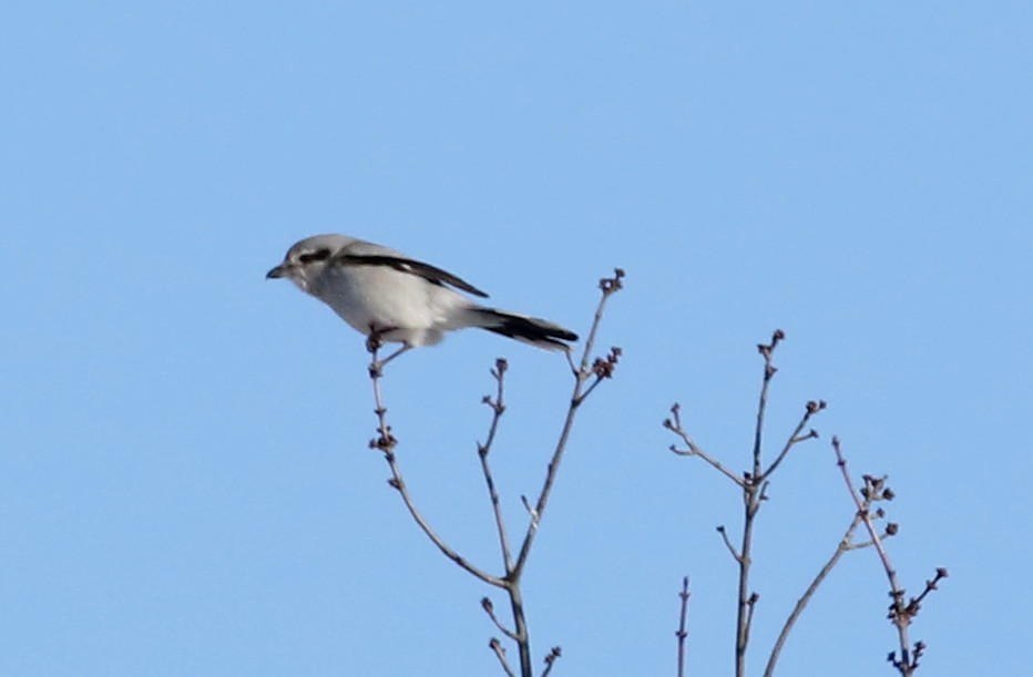 Northern Shrike - ML209105951