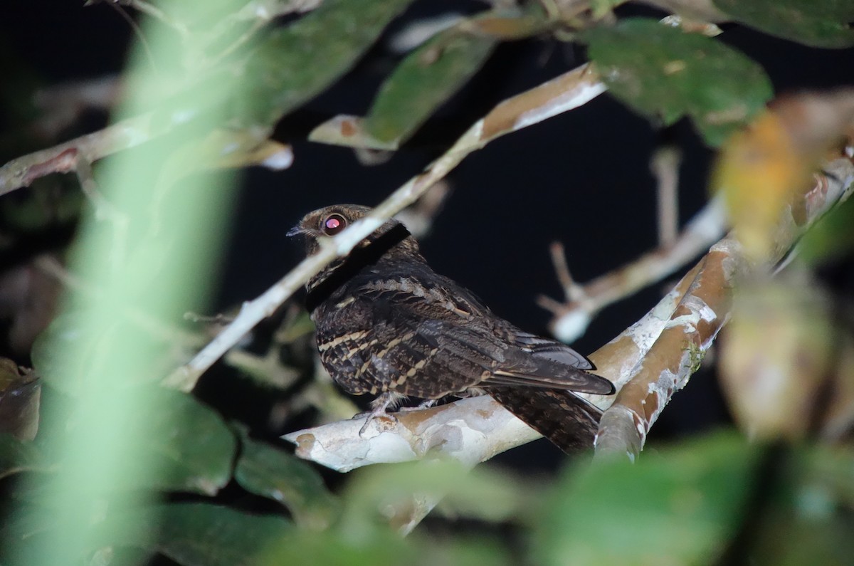 Large-tailed Nightjar - Tomohiro Iuchi