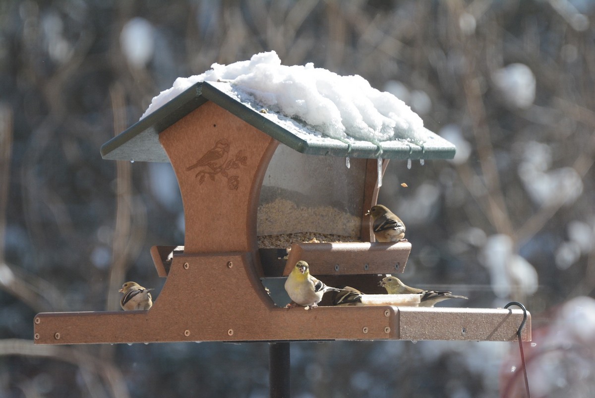 American Goldfinch - ML209108861