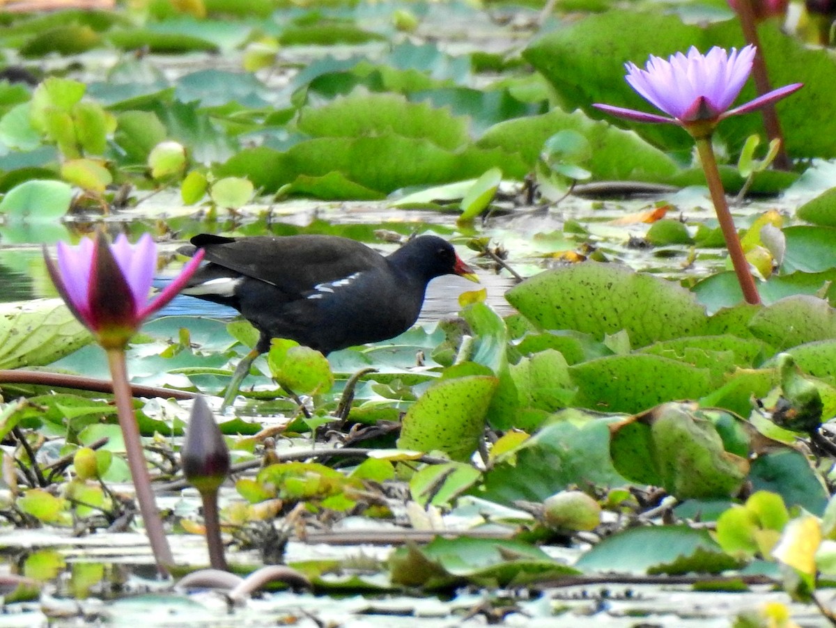 Eurasian Moorhen - ML209109021