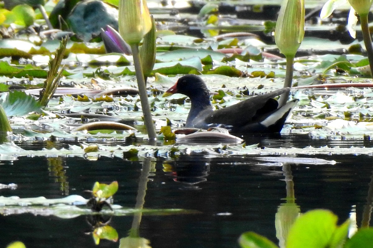 Eurasian Moorhen - John Sandve